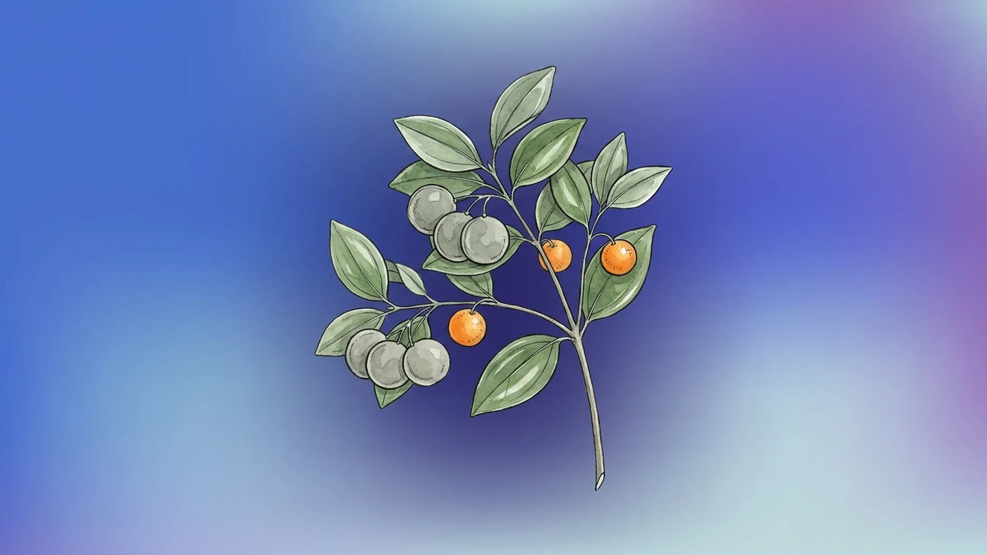 Semillas y hojas de Strychnos nux-vomica — fuente del remedio Nux Vomica
