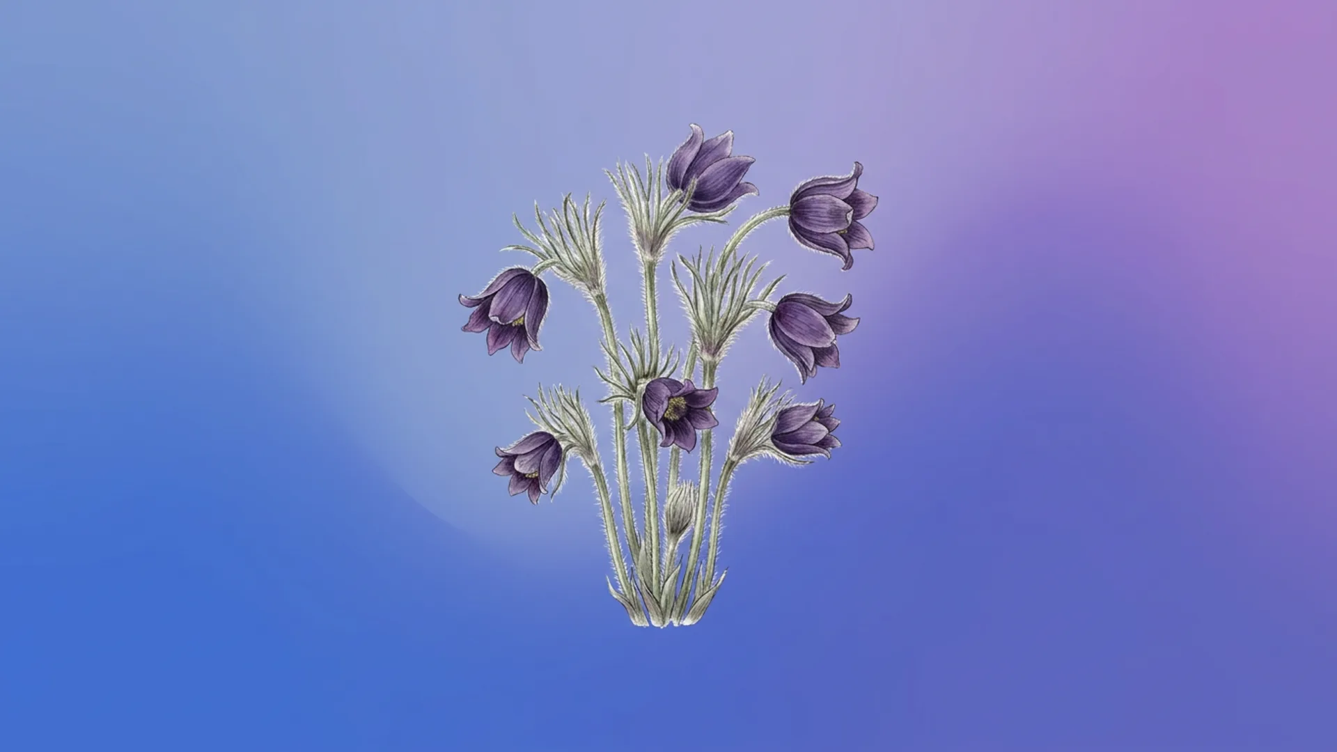 Flor-do-vento roxa (Pulsatilla vulgaris) — fonte do remédio Pulsatilla
