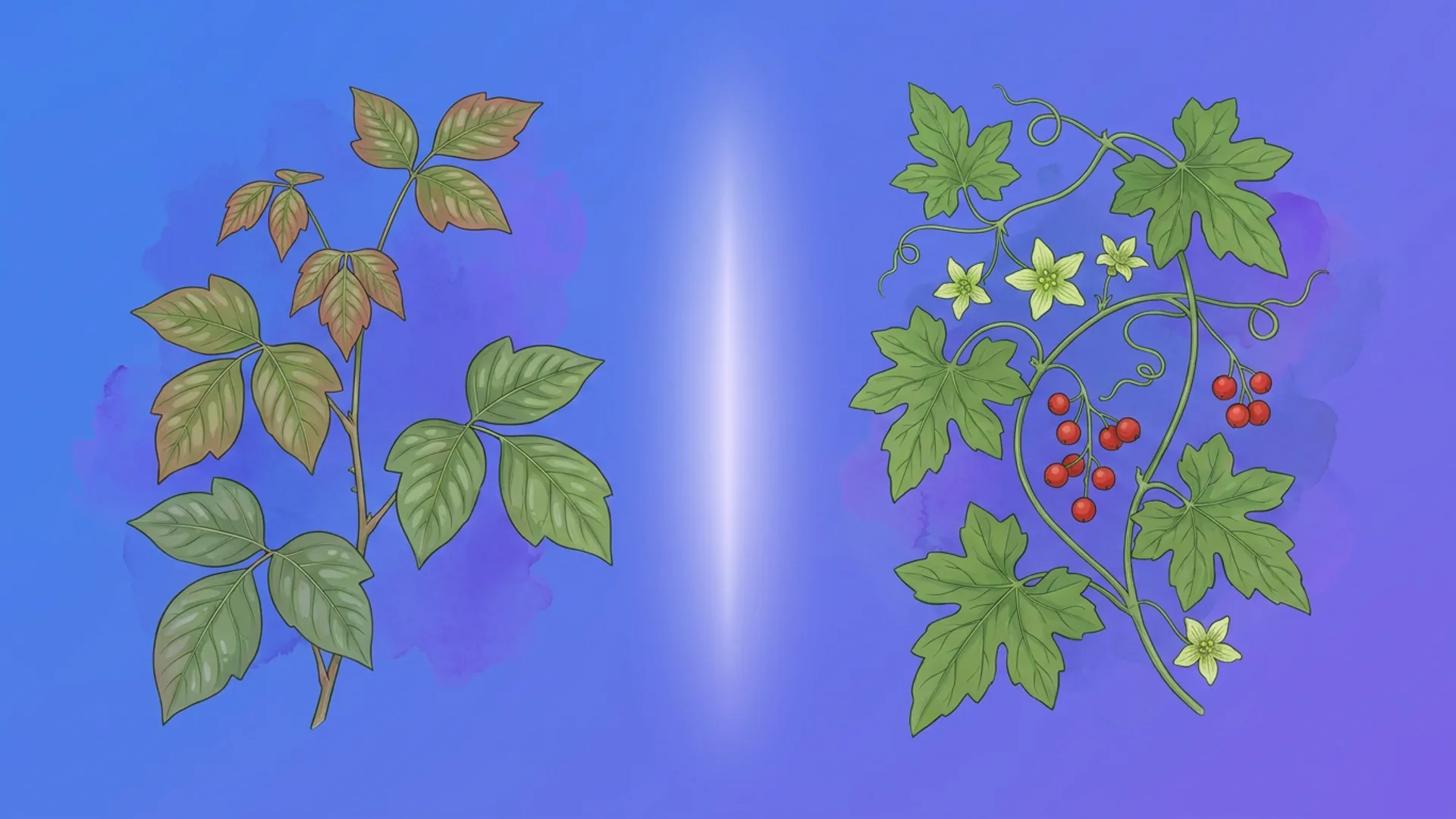 Plantas de Rhus toxicodendron e Bryonia lado a lado — uma comparação diferencial de remédios